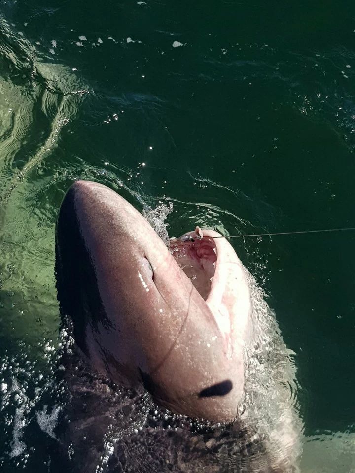 Чудовищна акула в Егейско море